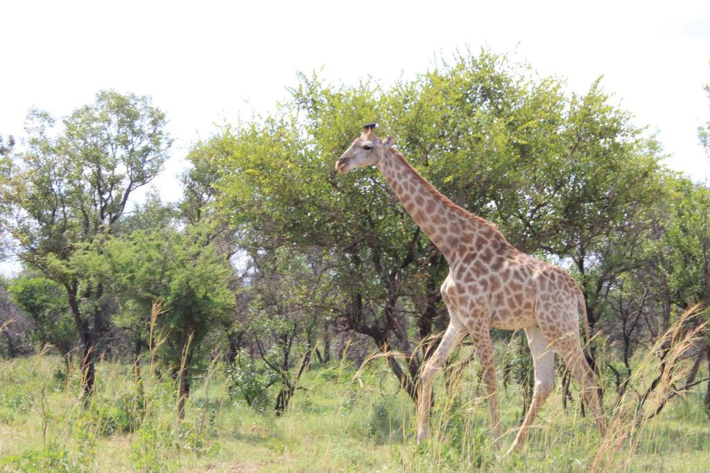 Luxury Safari Pricing at Sharon Lodge