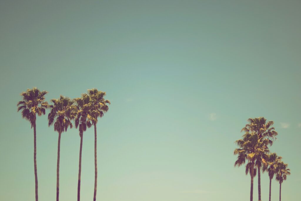 The Perfect Paradise Review